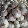 factory directly supply top grade fresh garlic